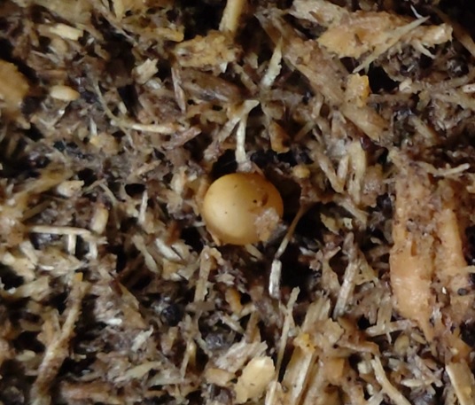 オオクワガタ野外確保-2世代目の幼虫 孵化直前（A-11）_2023年4月9日